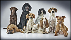 Canine Therapy photo_md
